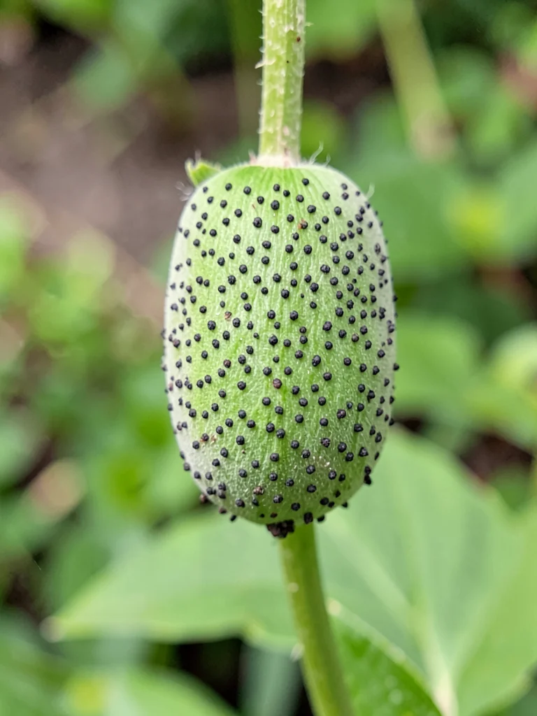 Poppy seed pod