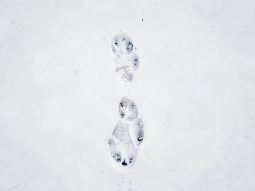 Fox track pattern in fresh snow