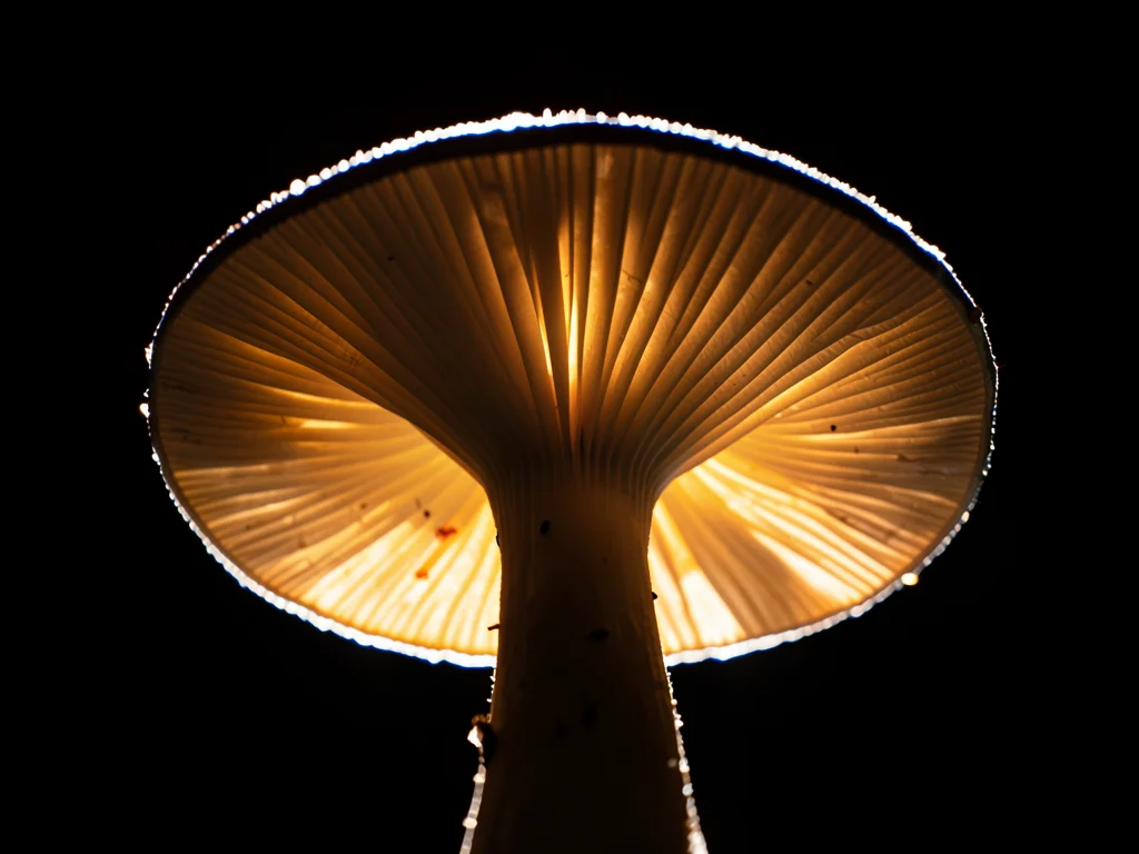 Mushroom gill detail backlit