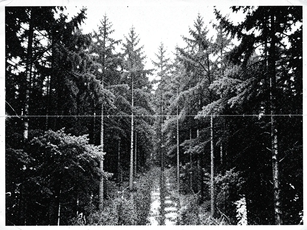 Photocopy of a dense forest photograph, individual trees merging into abstract m
