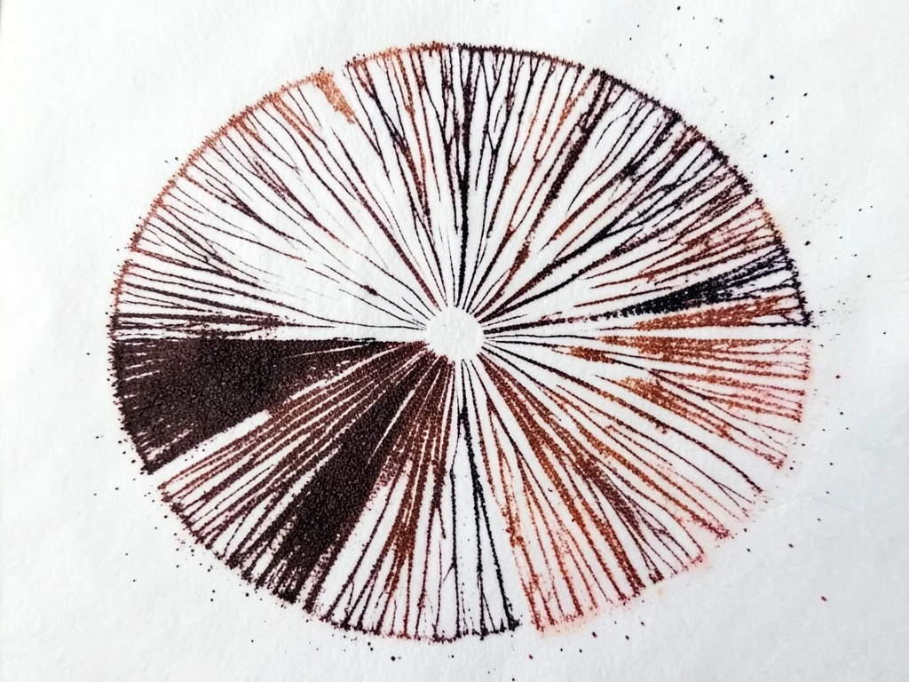 Overlapping spore prints from two different species, white print crossing dark b