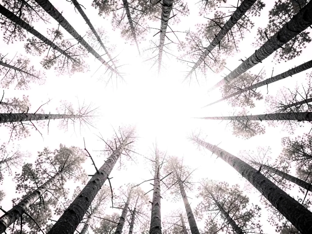 Forest canopy from below all white