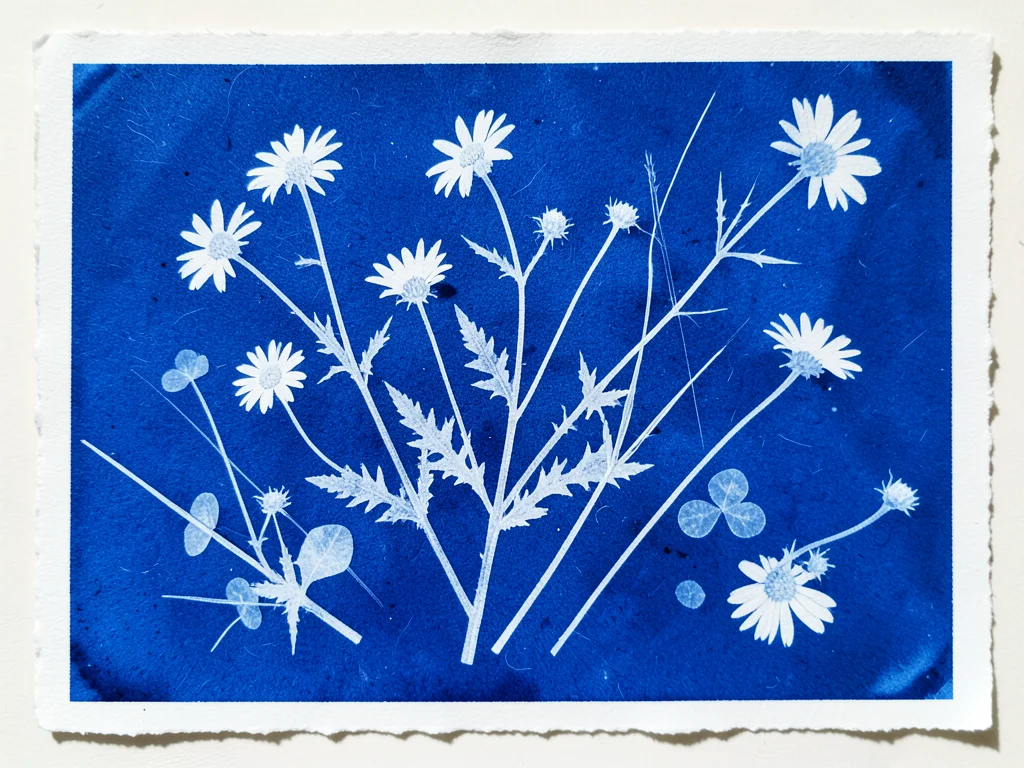 Cyanotype of pressed wildflower arrangement — daisies, clover, grass blades — sc