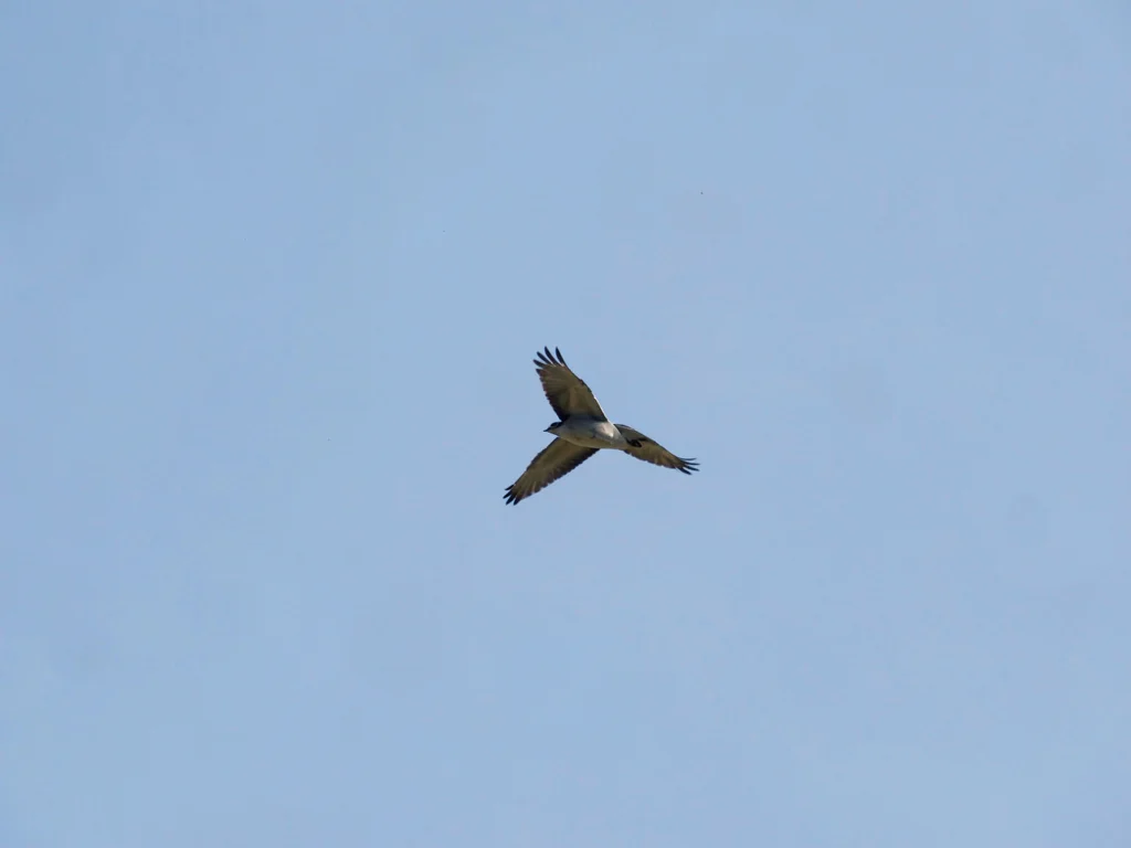 Single brushstroke of bird in flight, everything else is empty sky
