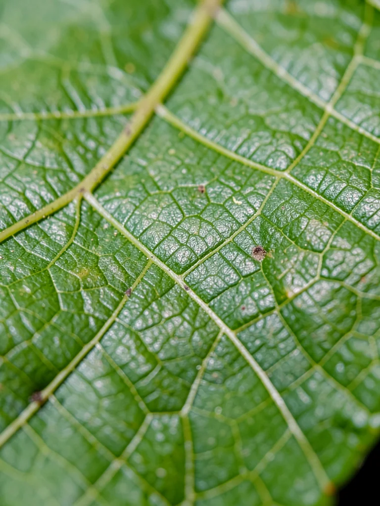 Leaf vein detail