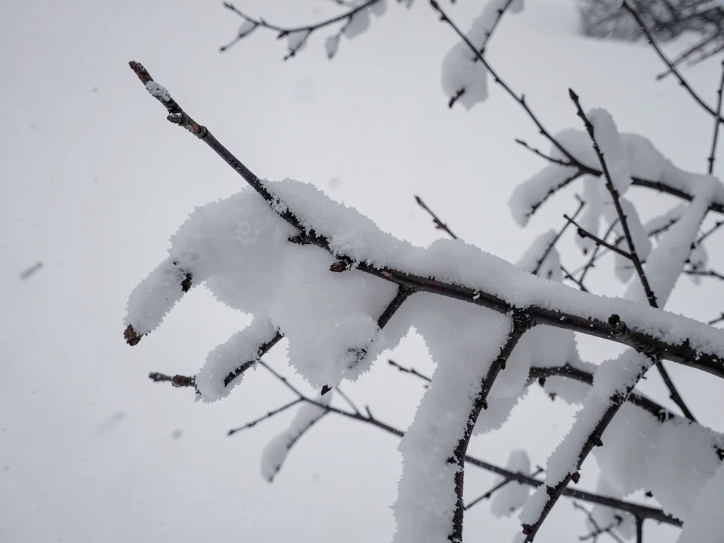 Snow-laden branch as dark element
