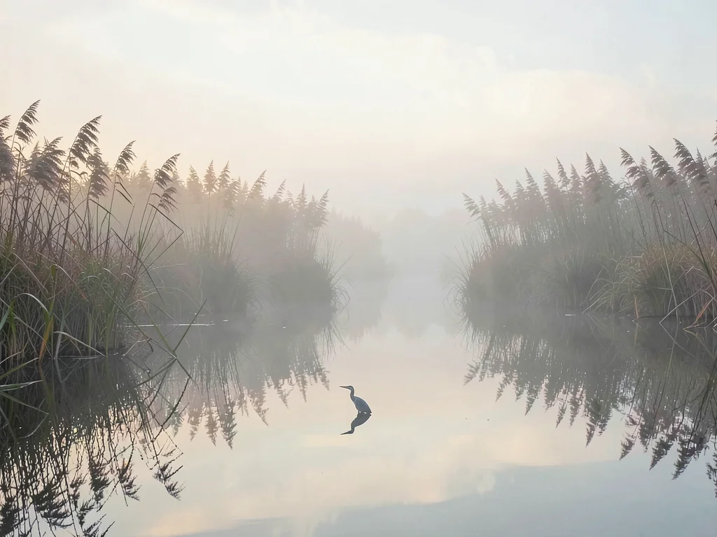 Whispering reed bed at dawn with mirrored water, a single heron implied as a sli