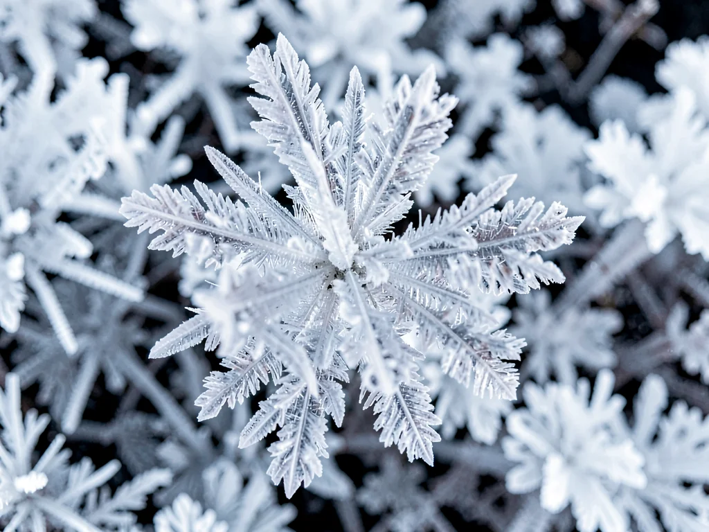 Hoar frost cluster showing three-dimensional crystal architecture