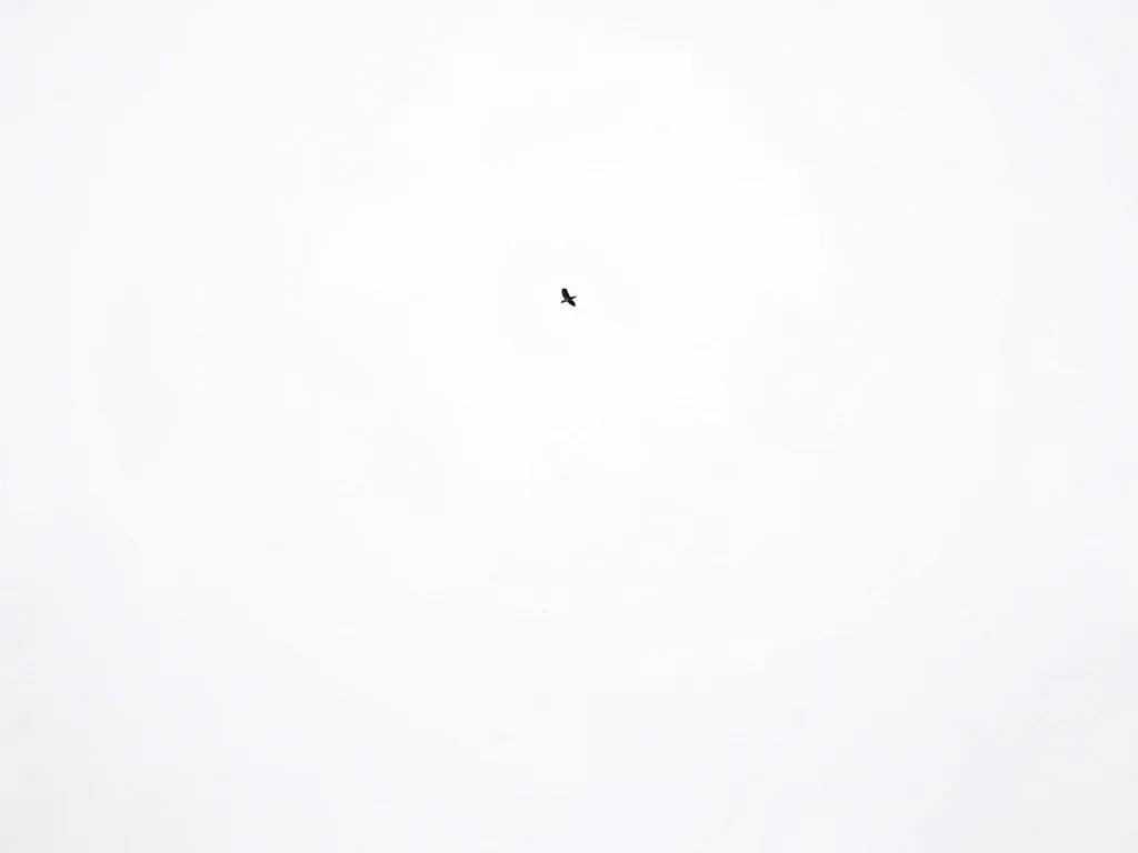 Single bird silhouette at extreme edge of white winter sky