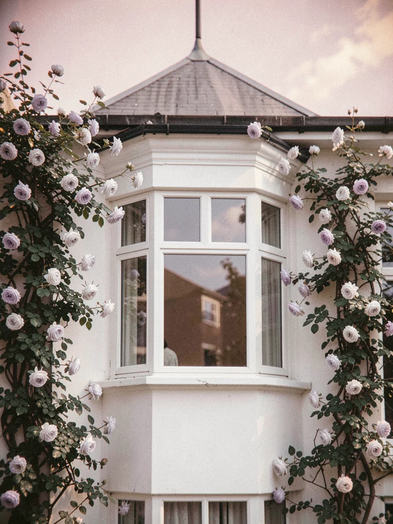 Slow curve of a bay window in a quiet white house framed by silver climbing rose