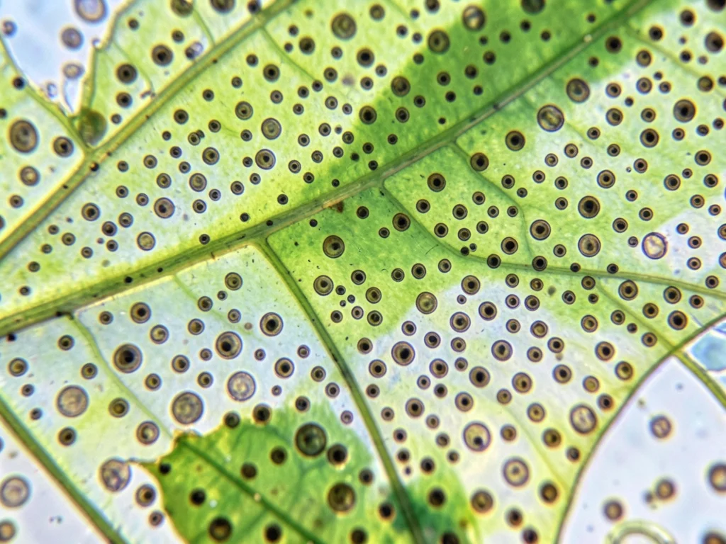 Leaf stomata field, hundreds of tiny mouth-like pores scattered across lower lea