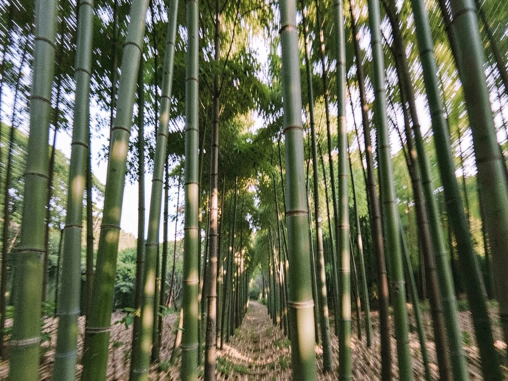 Bamboo blur creating vertical pattern