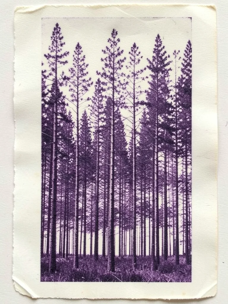 A forest of pine trees rendered in thermal printer resolution, the narrow paper 