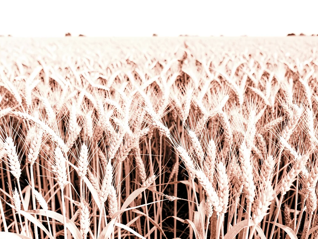 Wheat field white instead of gold