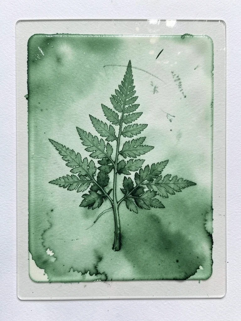 Monoprint made by pressing a fern frond into wet ink on glass, then pulling pape