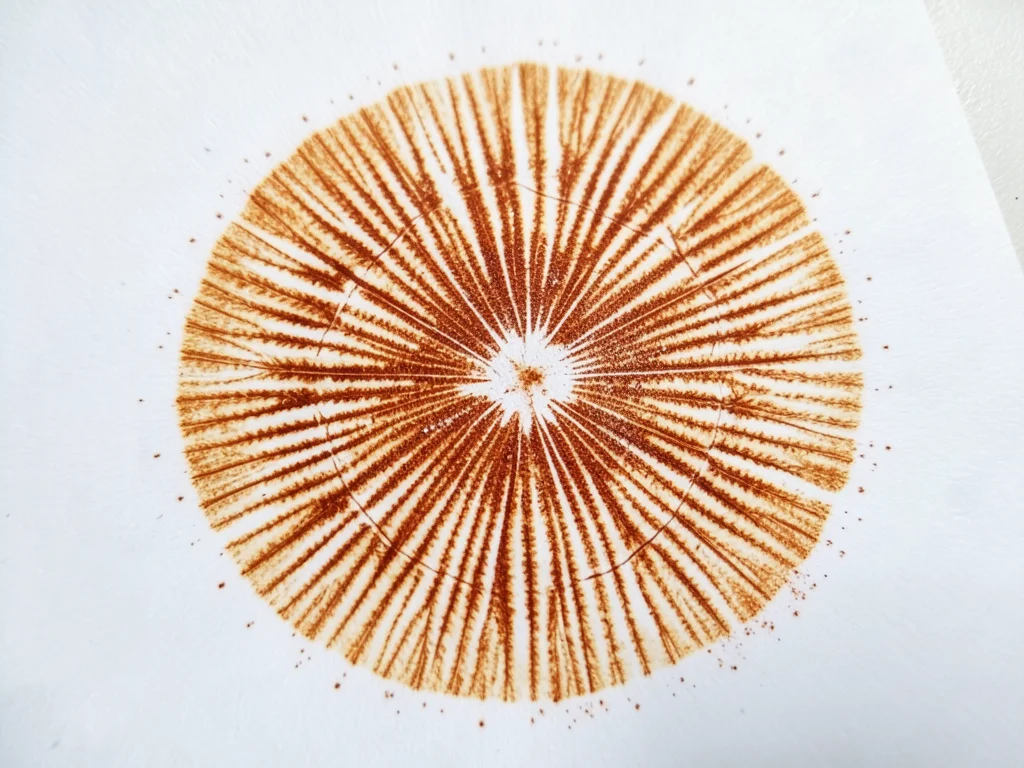 Rusty orange spore print from cortinarius, warm ochre deposit with visible gill 