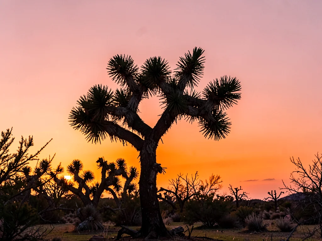 A Joshua tree at sunset, twisted form black against orange and pink gradient