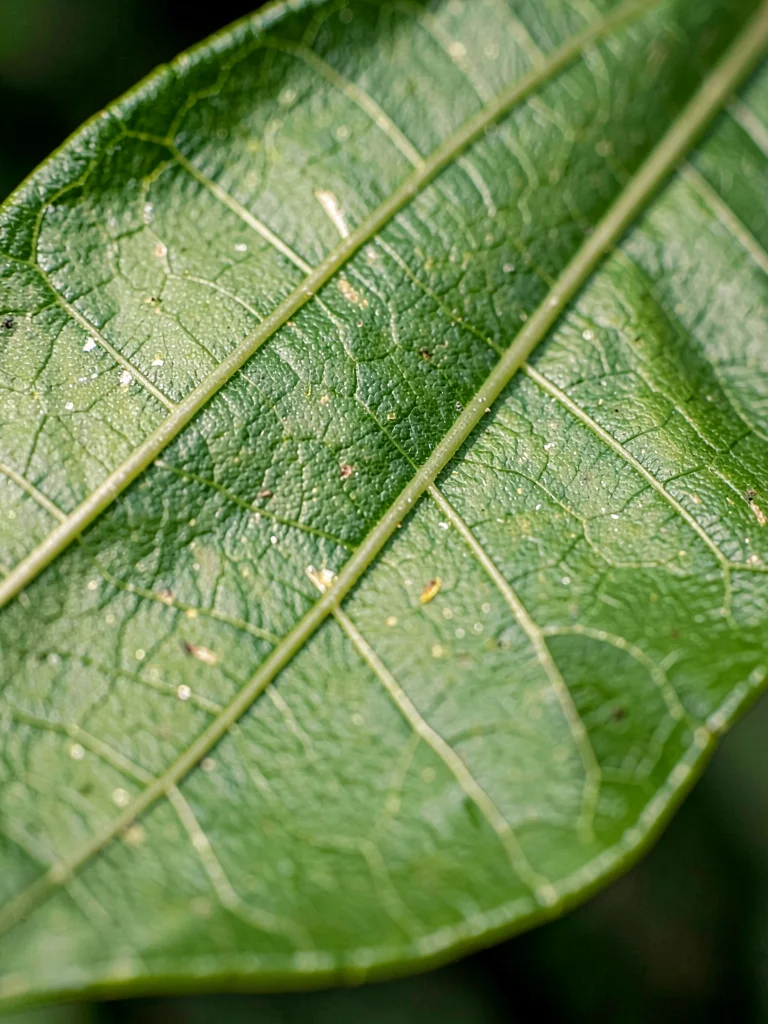 Leaf vein detail