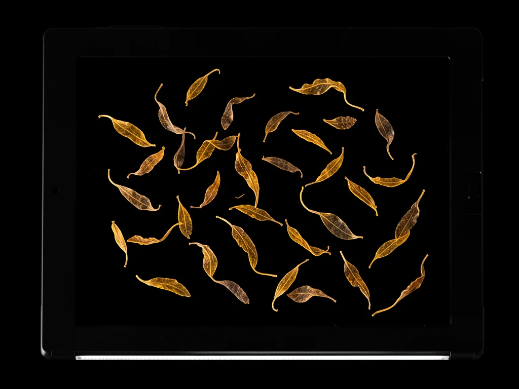 Tea leaves scattered across scanner glass, dried twisted leaves backlit showing 