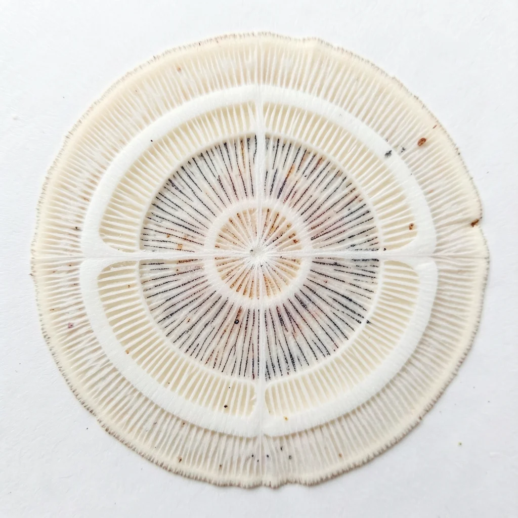 Russula spore print, cream-white deposit, very light but with unusually thick co