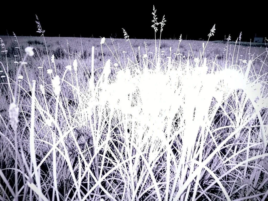 Meadow where grass glows bright white