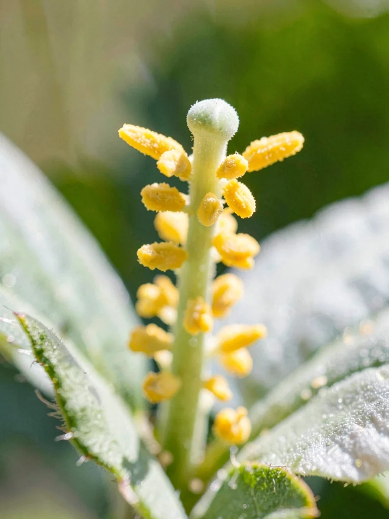 Flower stamen detail