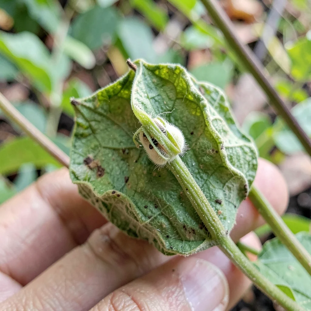 Seed pod study