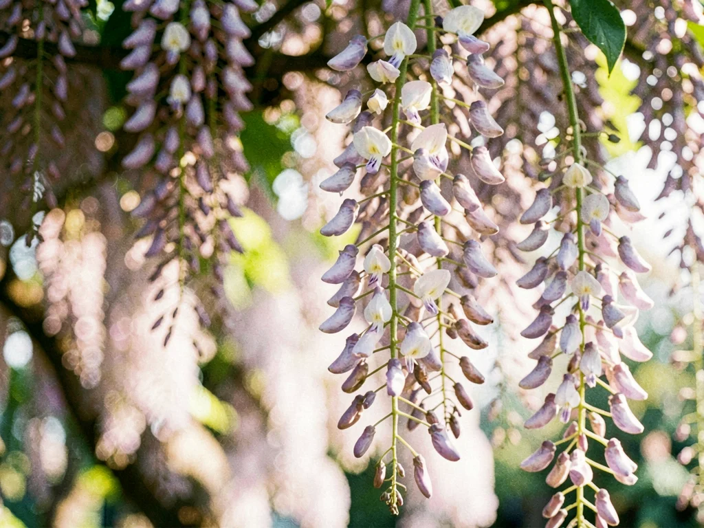 Wisteria cascade soft hanging
