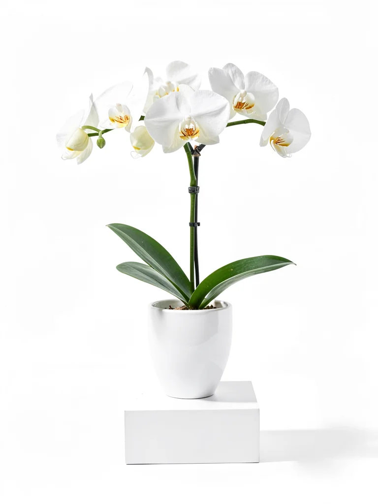 Single white orchid stem in white vase on white pedestal, shadows defining form,