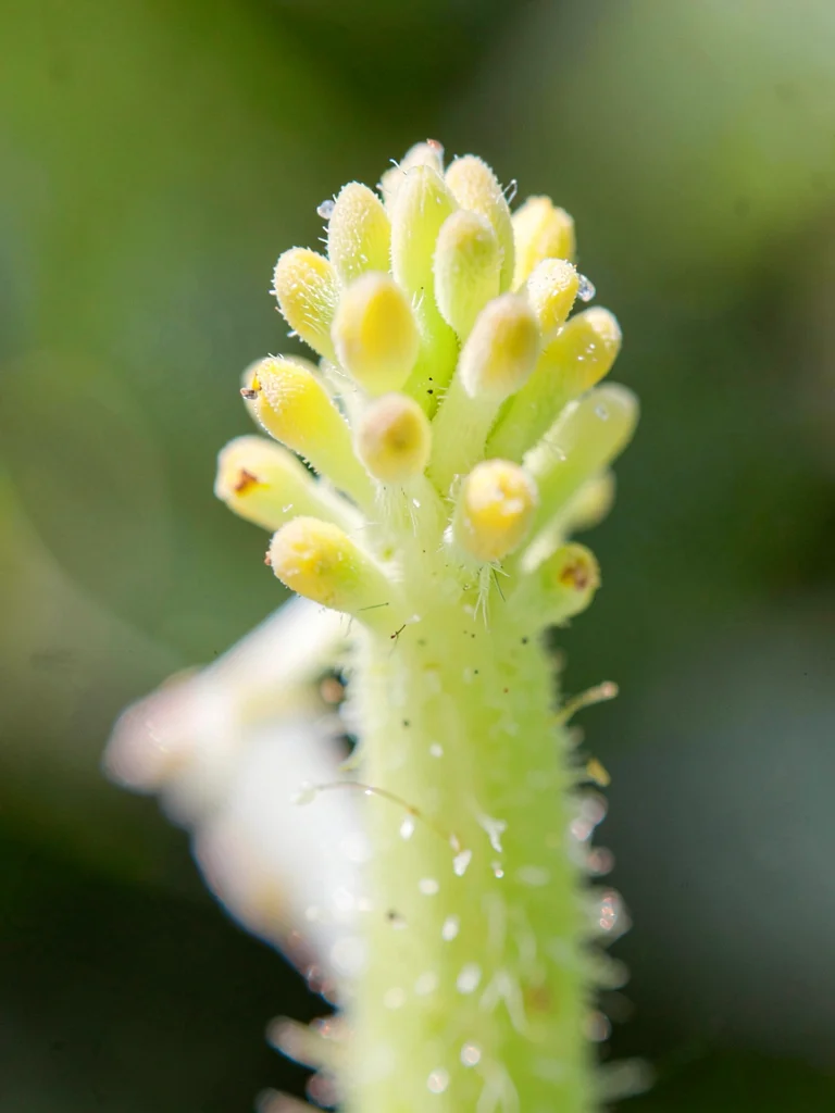 Flower stamen detail