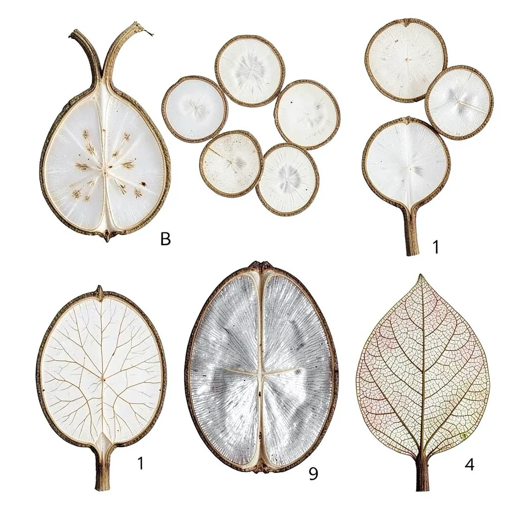 Honesty Plant Translucent Septum Discs Dried