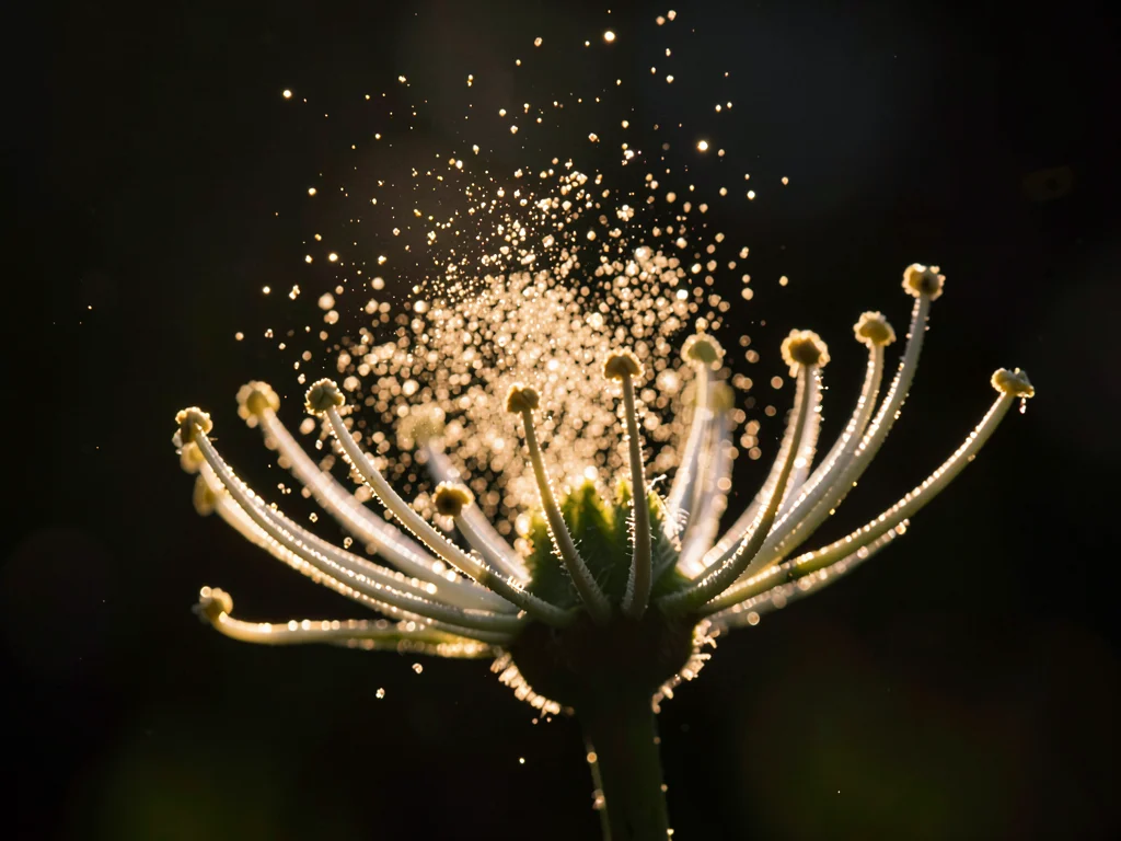 Flower stamen backlit showing pollen dust