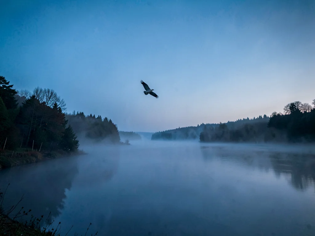 Bird flying above fog surface against clear sky