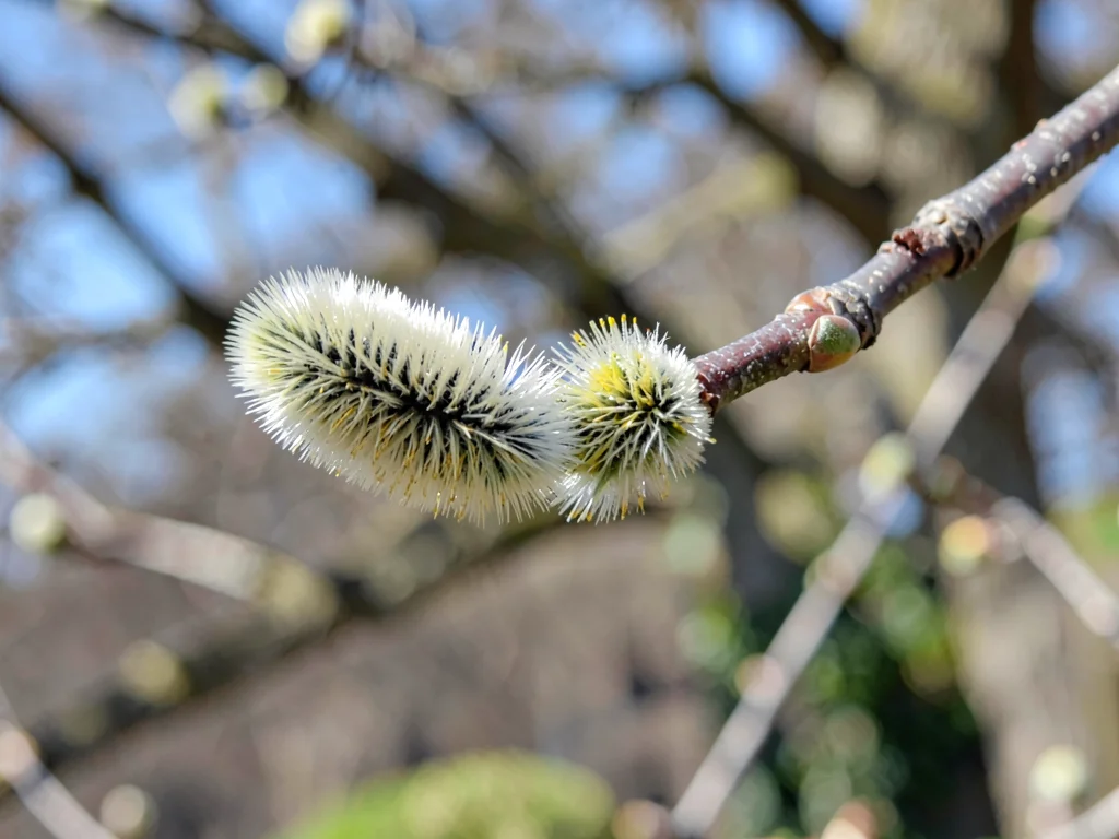 Pussy willow branch