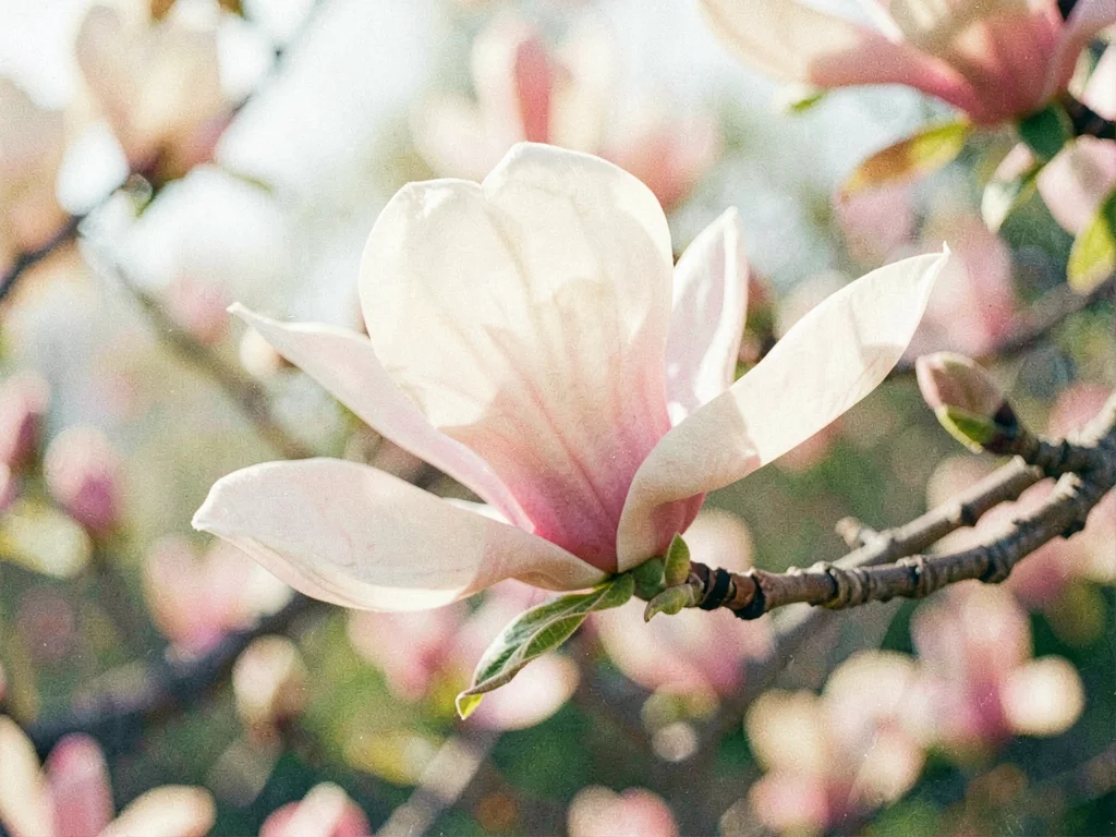 Magnolia bloom soft and luminous