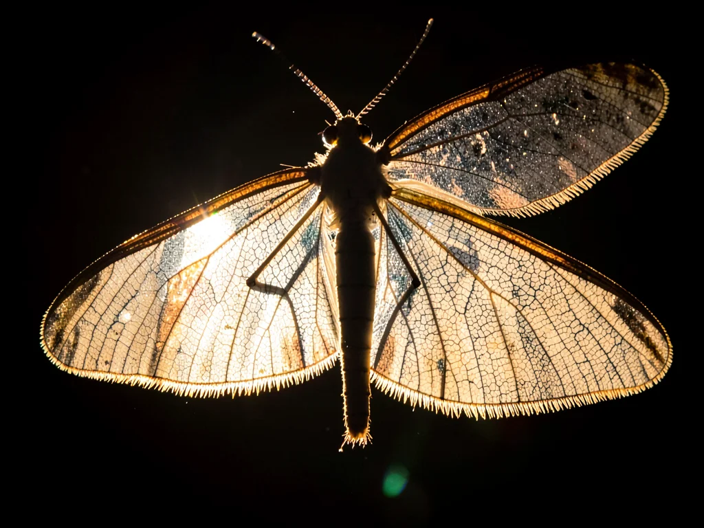 Insect wings backlit showing veins