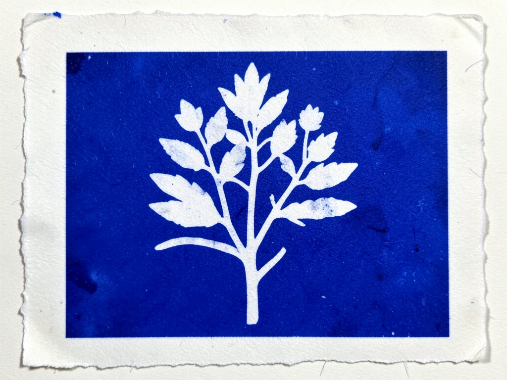 Cyanotype print of summer seashell collection, deep Prussian blue silhouettes