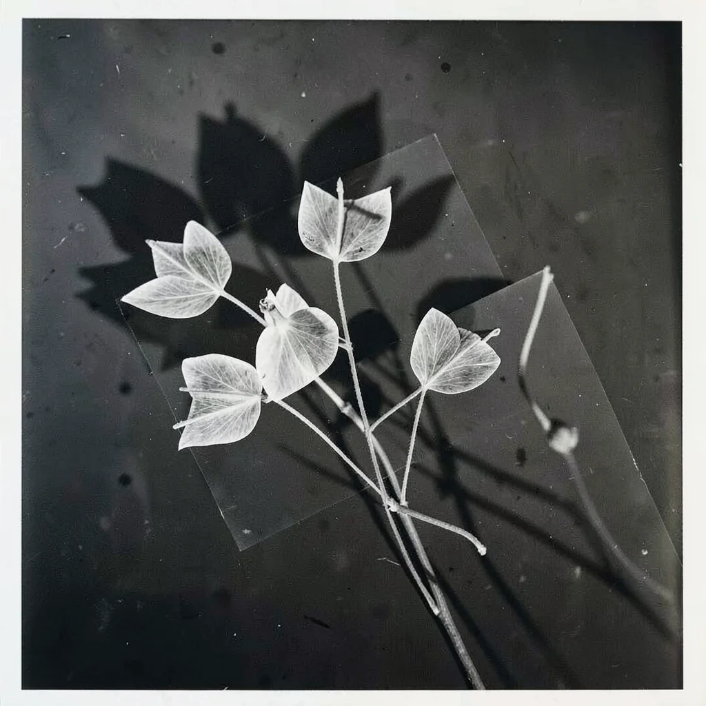 A photogram of tree seed pods — winged samaras as delicate white shadow forms