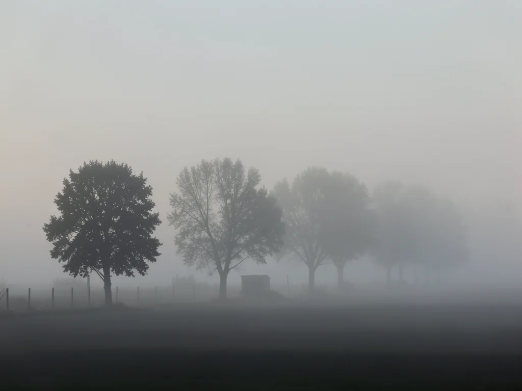 A row of trees receding into morning fog, each tree more faded than the last, th