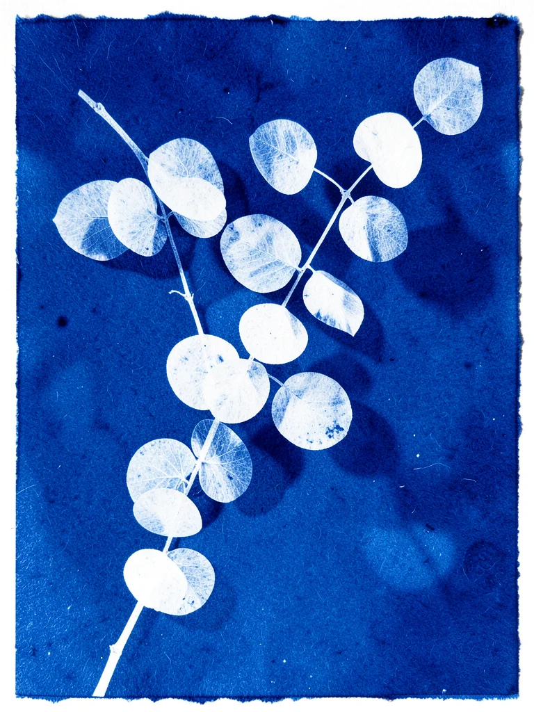 Eucalyptus branch with round leaves cascading diagonally across cyanotype paper,