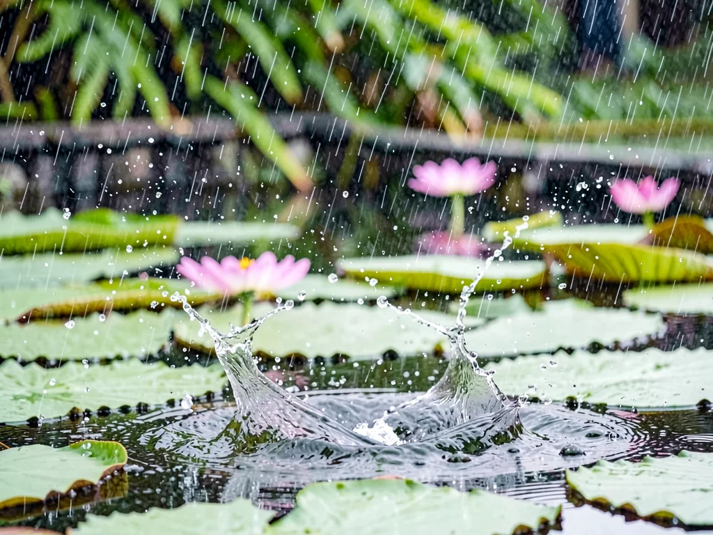 Rain on water lily pad pooling