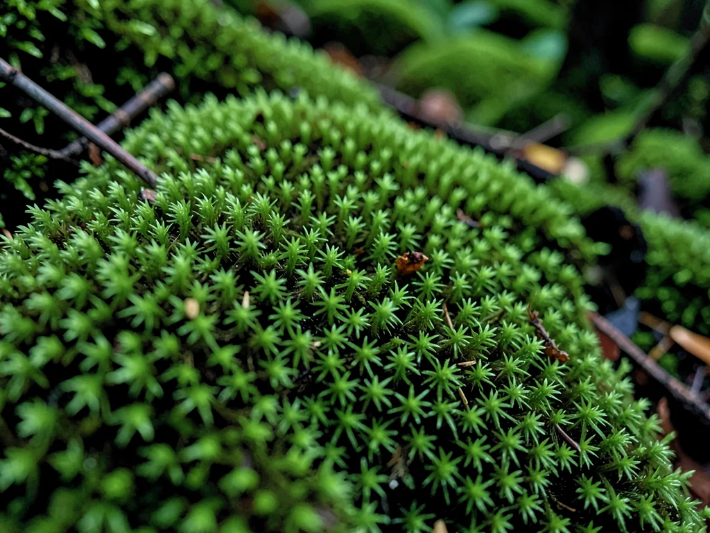 Moss texture at macro showing individual plants