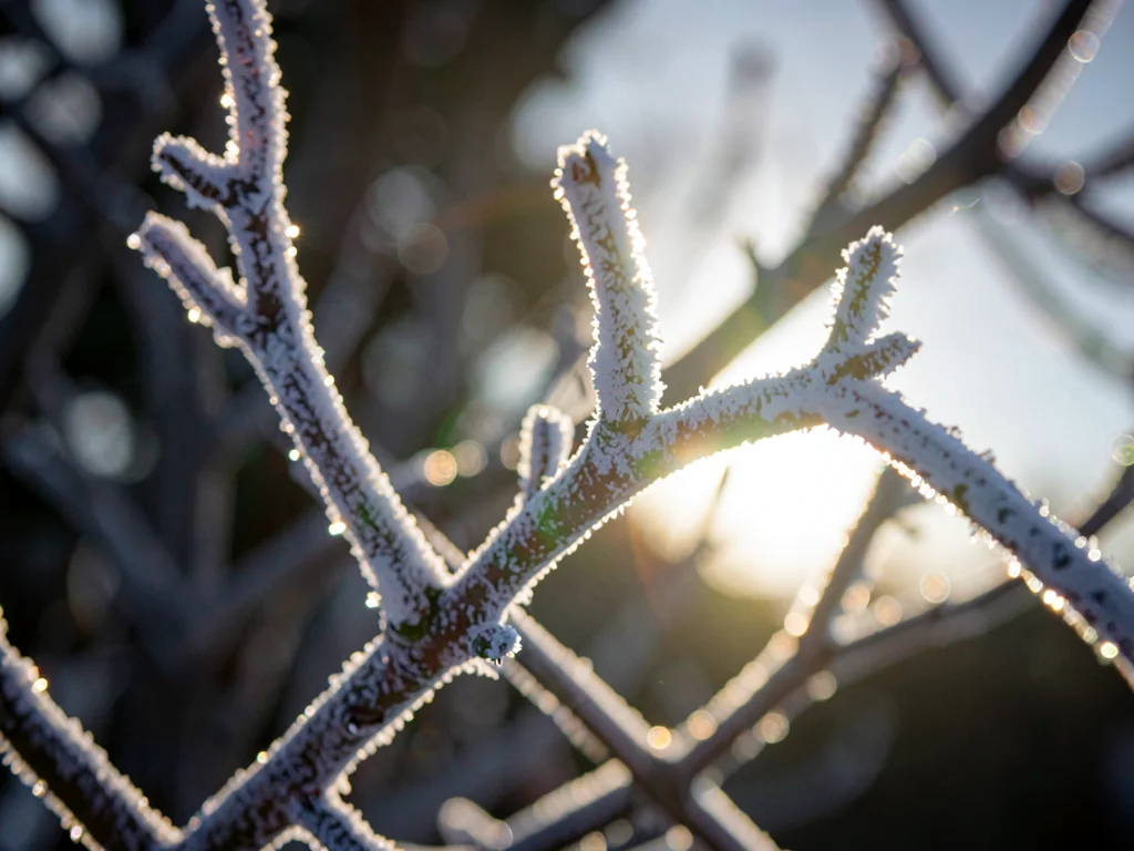 Frost on branch backlit showing structure