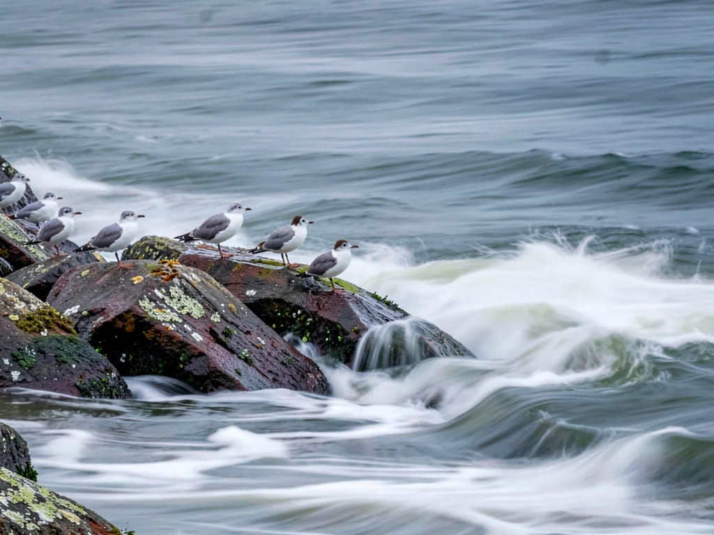 Seabirds on rocks surrounded by blurred wave action
