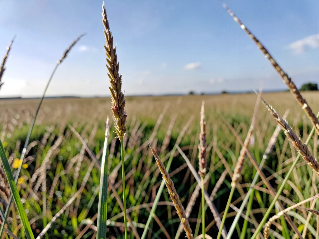Prairie grass blades to distant horizon