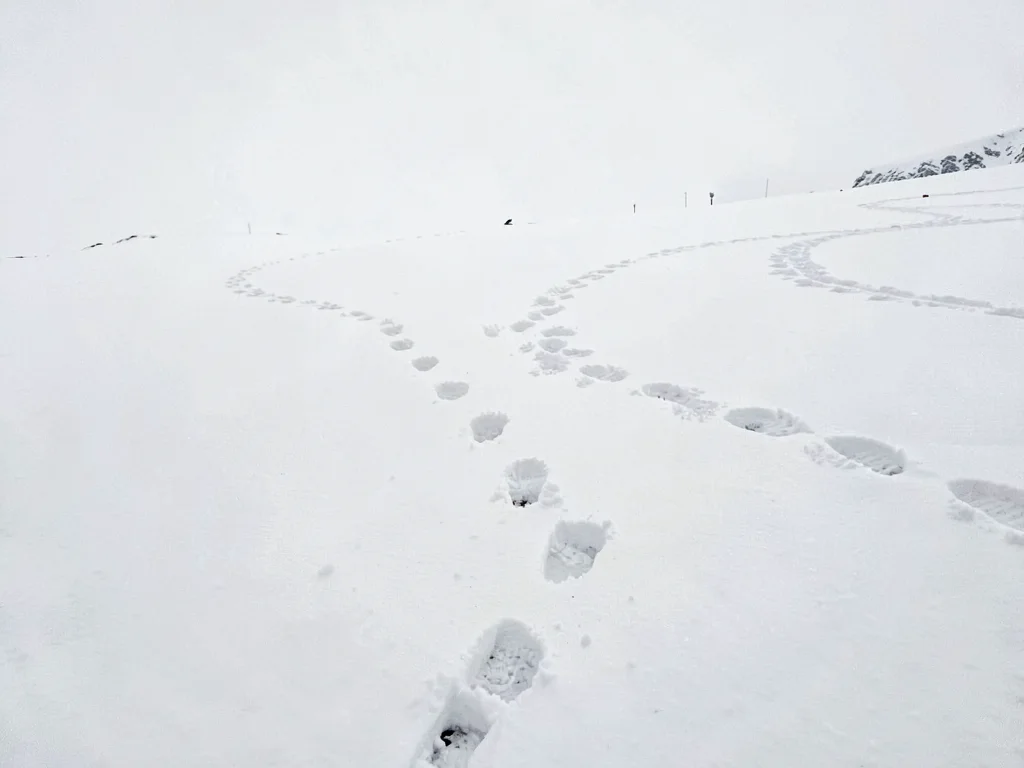 Animal tracks creating pattern on white