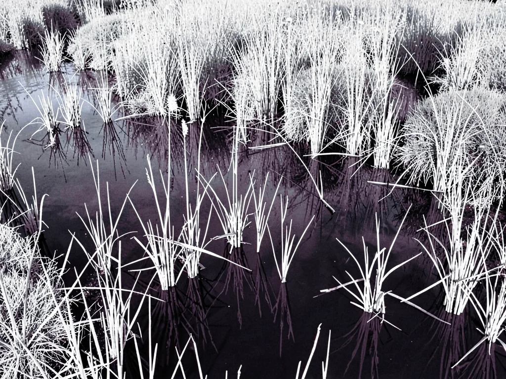Wetland with white reeds dark water