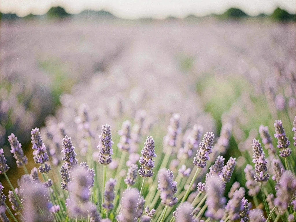 Lavender field dreamlike soft focus