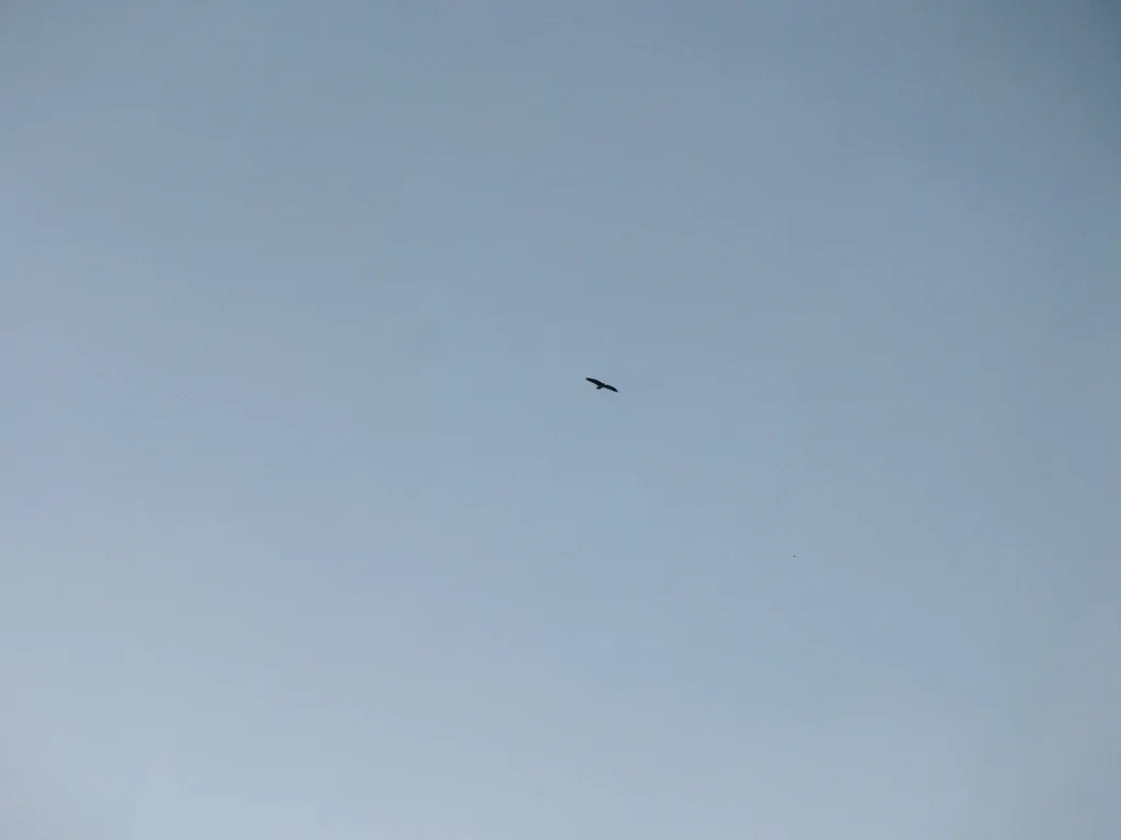 Bird in flight against vast empty sky, single small silhouette, clean compositio