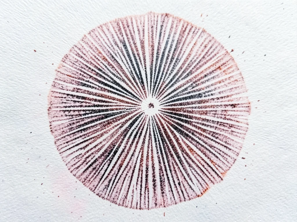 Spore print on watercolor paper, rough paper texture visible through the thin sp